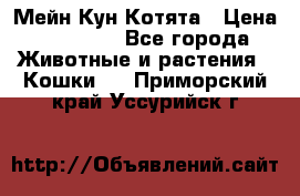 Мейн Кун Котята › Цена ­ 15 000 - Все города Животные и растения » Кошки   . Приморский край,Уссурийск г.